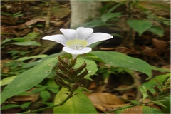 Barleria courtallica